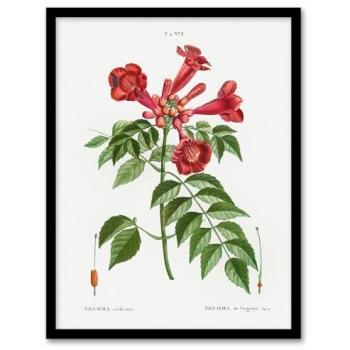 Artery8 Trumpet Vine Garden Art, A3, White