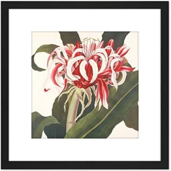 Artery8 Black Queen Emma Spider Lily Artwork – 8x8” Square