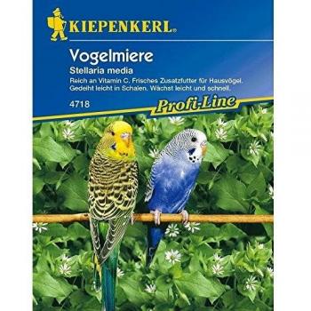 Kiepenkerl Vogelmiere