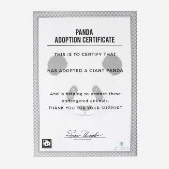 Adopt a Cuddly Panda with Gift Box by Gift Republic