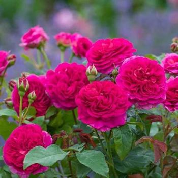 Rosa ‘Gabriel Oak’ – Garden Pot 6 L