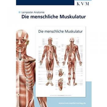 Anatomie Lernposter. Die menschliche Muskulatur