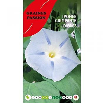 Paquet de graines d'ipomée Passion, modèle Caprice