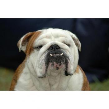 Papermoon Fototapete Englische Bulldogge