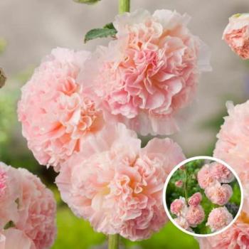 Pack 6 Racines d’Alcea Rosea – Peaches 'N Dreams – Boîte Verte