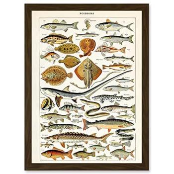 A4 Shark & Ray Illustration Frame