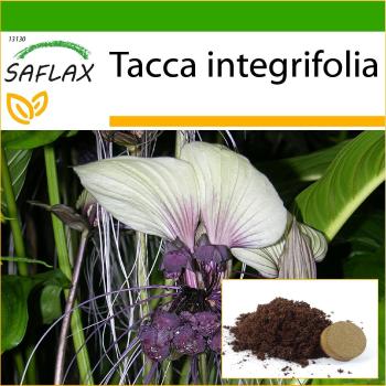 SAFLAX
