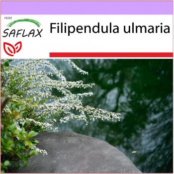 Saftul de luncă Olmaria – 500 semi