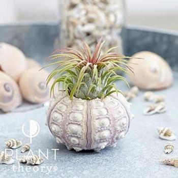 Primrose Sputnik Air Plant – 5 cm Indoor Green Edition