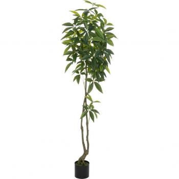 Olme Pachira Negra 180 cm – Sofisticación Verde