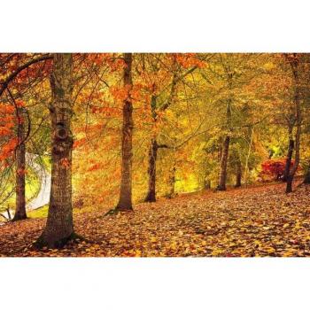 Fototapete PaperMoon Herbstwald – 5,00 m Breite × 2,80 m Länge