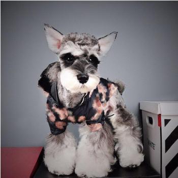 Pet Wind Coat for Small Dogs