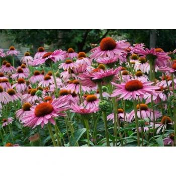 Papermoon “Sommerblumen” Vlies-Tapete – 3 m x 2,23 m