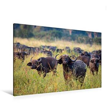 Textil Leinwand 120×80 cm – CALVENDO: „Büffel im Nsefu“ von Matthias Kunert
