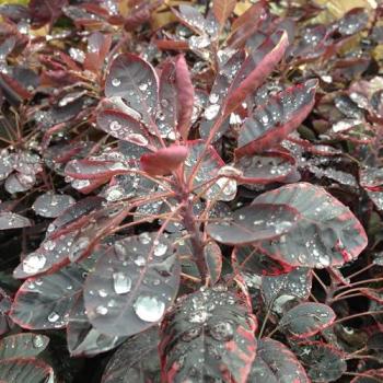 Royal Purple Smoke Bush in Green – Cotinus Coggygria (2 L)