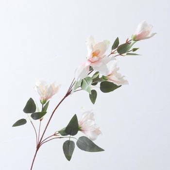 Clivia Orchid Long Branch with Leaves