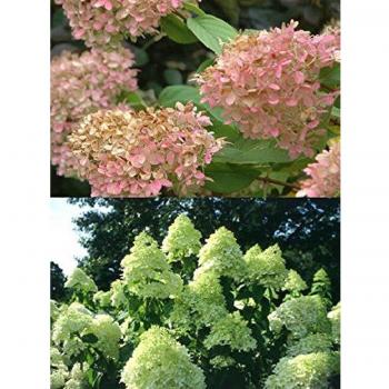 Limelight Hydrangea Paniculata Shrub Plant in 3L Pot