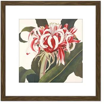 Artery8 Brown‑Tinted Spider Lily Queen Emma 8x8 Wall Art