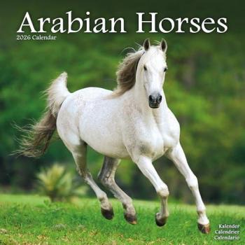 Arabian Horses Calendar 2026  Square Horses Wall Calendar