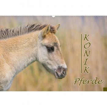 Konik-Pferde