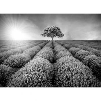 Schwarz-Weiß Fototapete »Baum im Feld« von Papermoon