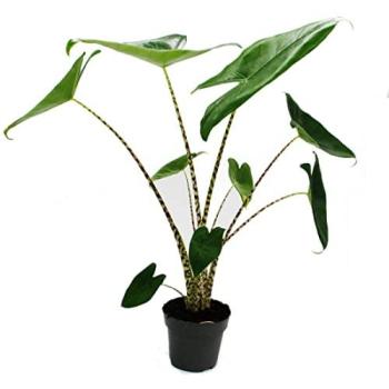 Alocasia zebrina