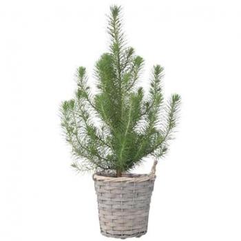 Pinus Pinea Parasol Décoratif – FloraStore, hauteur 40‑50 cm, panier inclus