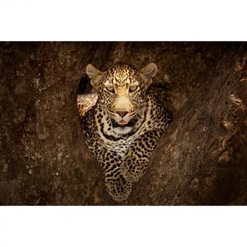 Papermoon Fototapete »OZKAN OZMEN, Leopard in der Masai Mara«