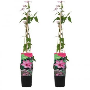 Bloomique