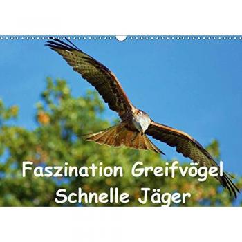 Faszination Greifvögel Schnelle Jäger