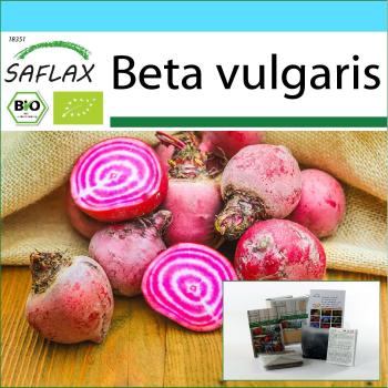 Set di Seme Bio Barbabietola Chioggia – 70 Semi + Confezione Regalo