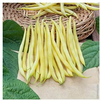 Graines de haricot nain Rocquencourt 5kg