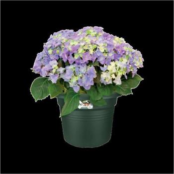 Verre Vert Cylindrique Elho 35 cm