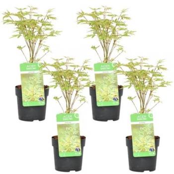 4 x Acer palmatum 'Butterfly' – Feuillage vert‑blanc, résistant au froid