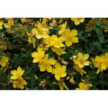 St. John’s Wort Hypericum ‘Hidcote’ Bare Root Hedge Plants – 10 × 1‑2ft, Yellow Color