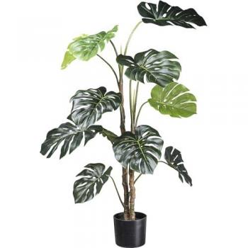 Kaiserkraft Monstera Deliciosa Vaso 734753