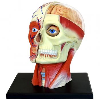 Tedco Toys 26064 4D Human Anatomy Head Model