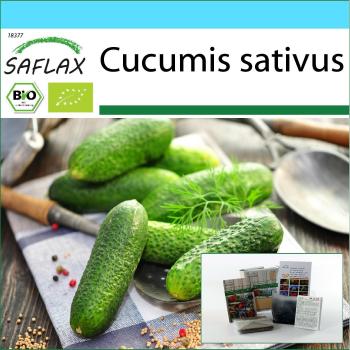 SAFLAX