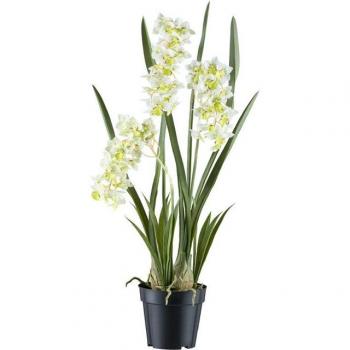 Naturrealistische Orchidee Cymbidium orientale – Kreativ Green Design