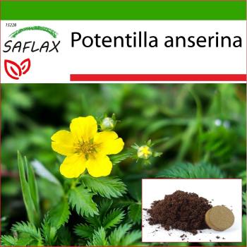 SAFLAX Silverweed Seed Kit