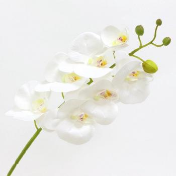 Floral Papillon Festif