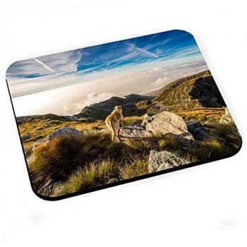 Labrador Tapis Souris – Photo de montagne naturelle exceptionnelle