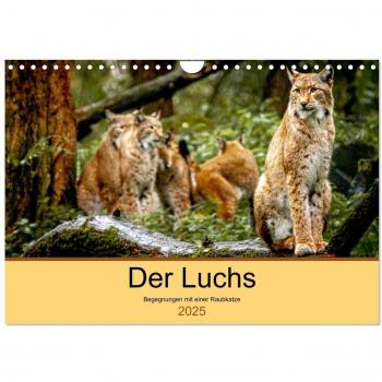 Der Luchs