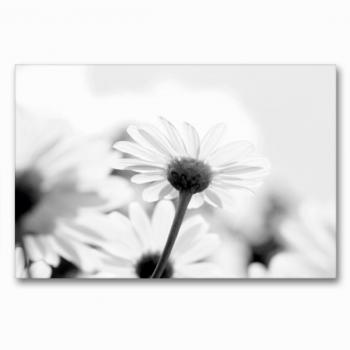 Calvendo Textil-Leinwand 90 x 60 cm – Blumen im Sommer (Querformat)