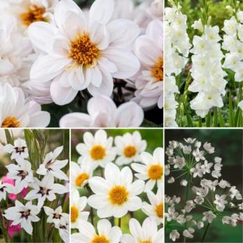 Paquete de Flores Blancas