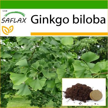 Saflax: Ginkgo Biloba con Suelo – 4 Semillas para Cultivo Doméstico