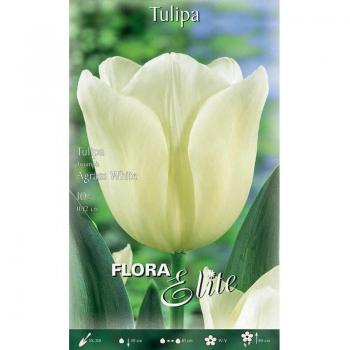 Agrass Tulipano Triumph autunnale, 7 bulbi bianchi in scatola