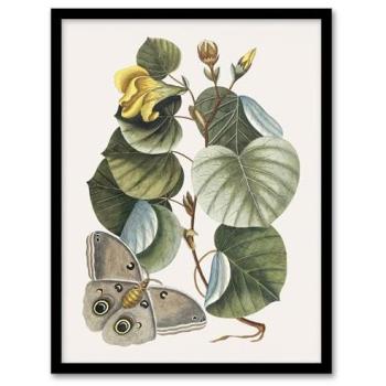 Catesby Hibiscus Butterfly Canvas 12x16