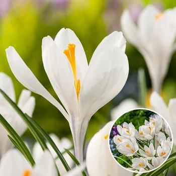 Crocus