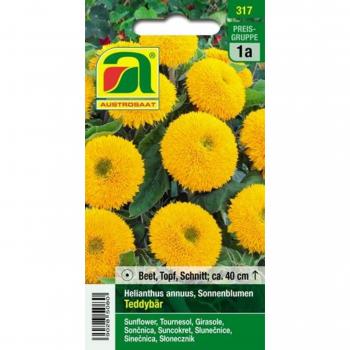 Girasole Teddybär Austrosaat